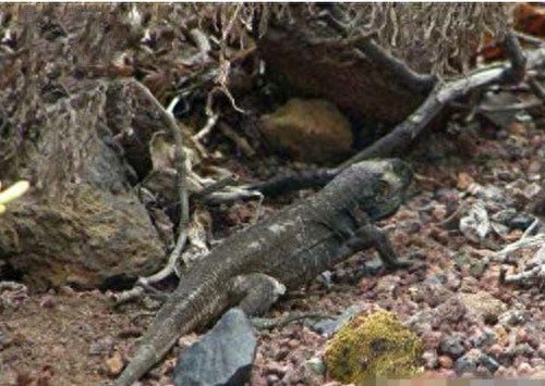 地球上10大堪称奇迹的动物,爱尔兰大鹿死而复生,腔棘鱼再被发现